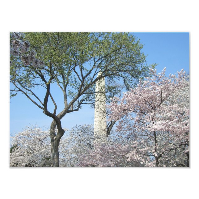 Cherry Blossoms and the Washington Monument in DC Photo Print (Front)