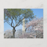 Cherry Blossoms and the Washington Monument in DC Postcard