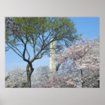 Cherry Blossoms and the Washington Monument in DC Poster