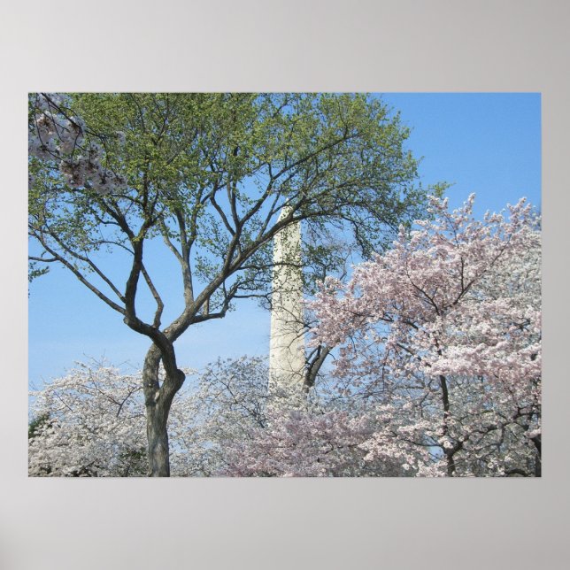Cherry Blossoms and the Washington Monument in DC Poster (Front)