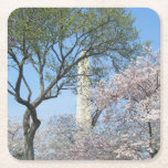 Cherry Blossoms and the Washington Monument in DC Square Paper Coaster