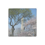 Cherry Blossoms and the Washington Monument in DC Stone Magnet