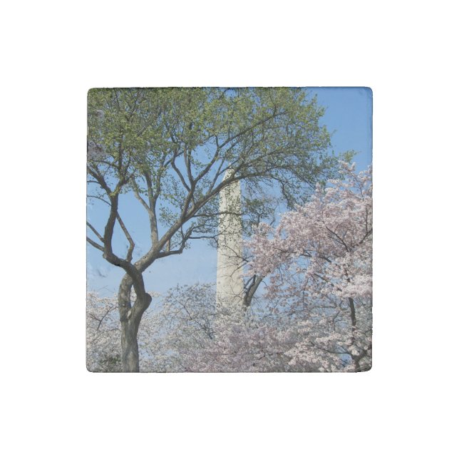 Cherry Blossoms and the Washington Monument in DC Stone Magnet (Front)