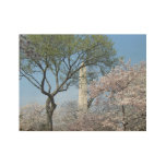 Cherry Blossoms and the Washington Monument in DC Wood Poster