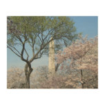 Cherry Blossoms and the Washington Monument in DC Wood Wall Decor