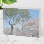 Cherry Blossoms and the Washington Monument in DC Wooden Box Sign