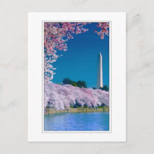 Cherry Blossoms and the Washington Monument Postcard