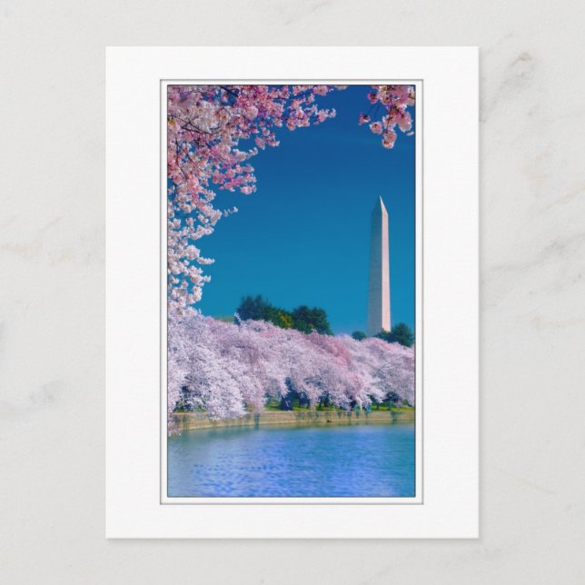 Cherry Blossoms and the Washington Monument Postcard (Front)