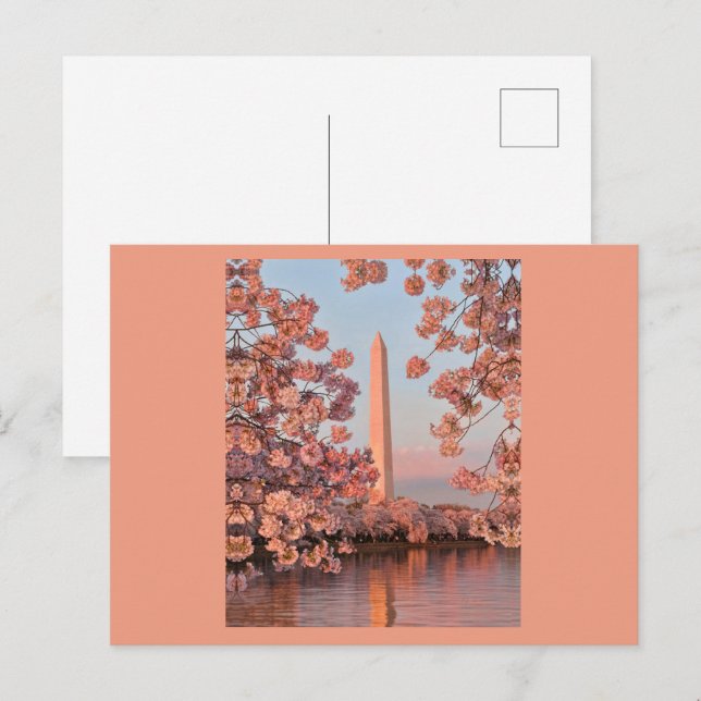 Cherry Blossoms and Washington Monument Postcard (Front/Back)