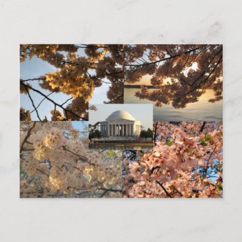 Cherry Blossoms At Dc's Tidal Basin Postcard by smbeck2000 at Zazzle