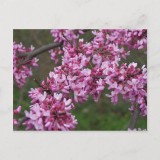 Cherry Blossoms at Jefferson's Monticello Postcard
