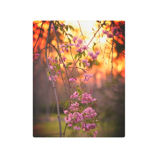 Cherry blossoms at sunset metal print (Front)