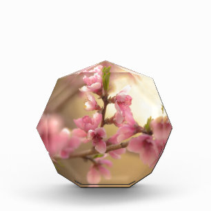 Cherry Blossoms Award