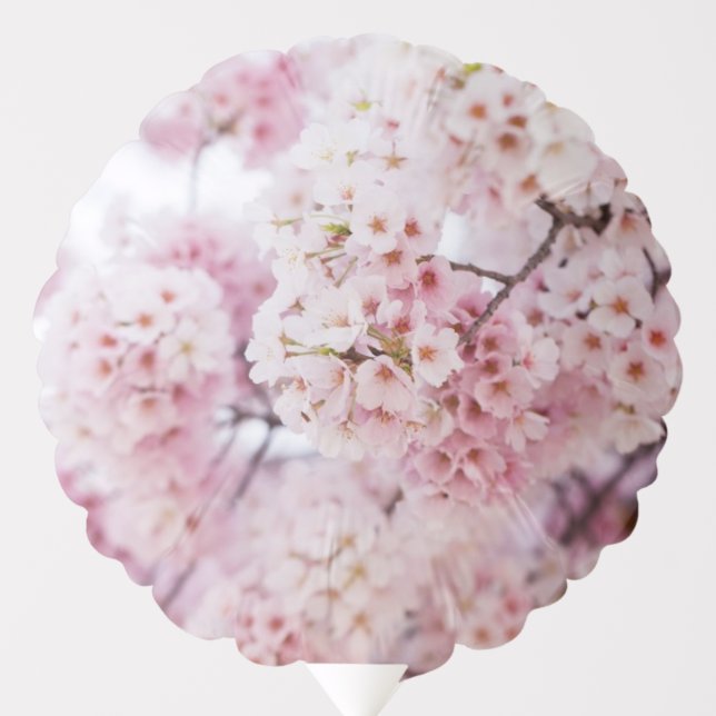 Cherry Blossoms Balloon (Front)