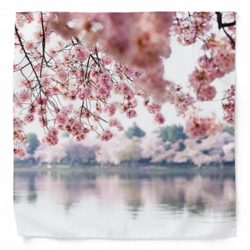 Cherry Blossoms Bandana