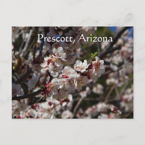 Cherry Blossoms blooming in PrescottArizona Postcard