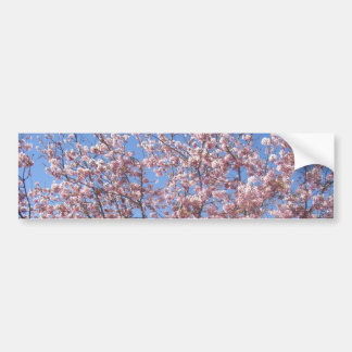 Cherry Blossoms Bumper Sticker