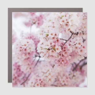 Cherry Blossoms Car Magnet