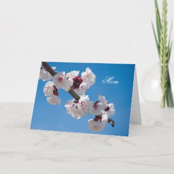 Cherry Blossoms Card by bluerabbit at Zazzle