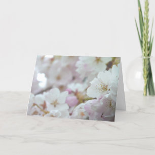 Cherry Blossoms Card White Blossom Card