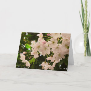 Cherry Blossoms Card White Blossom Card
