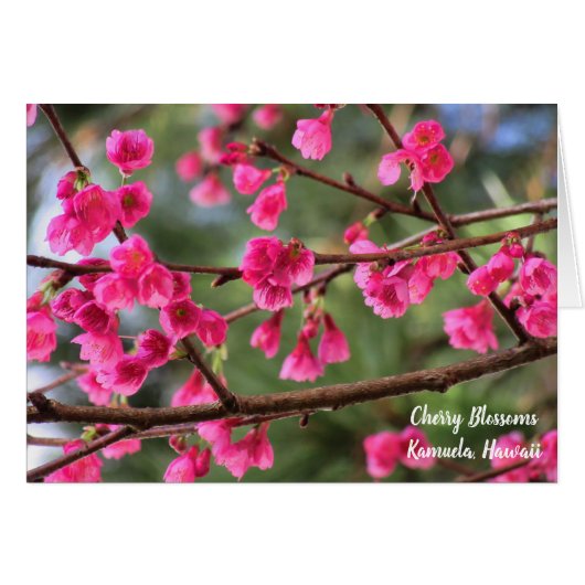 Cherry Blossoms Cards (Front Horizontal)