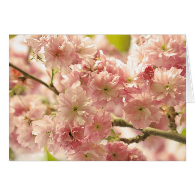 Cherry Blossoms Cards (Front Horizontal)