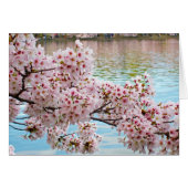 Cherry Blossoms Cards (Front Horizontal)
