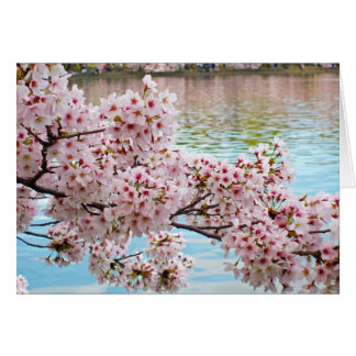 Cherry Blossoms Cards