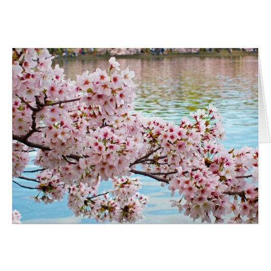 Cherry Blossoms Cards (Front Horizontal)