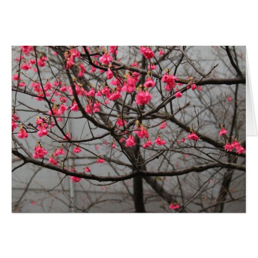 Cherry Blossoms Cards (Front Horizontal)
