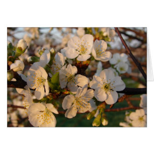 Cherry Blossoms Cards