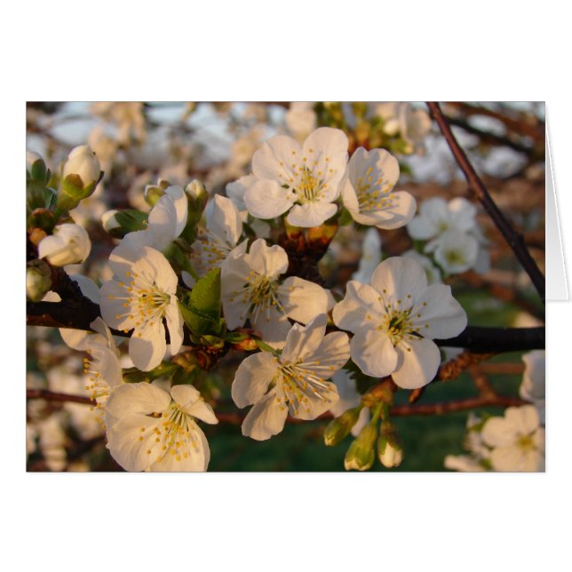 Cherry Blossoms Cards (Front Horizontal)