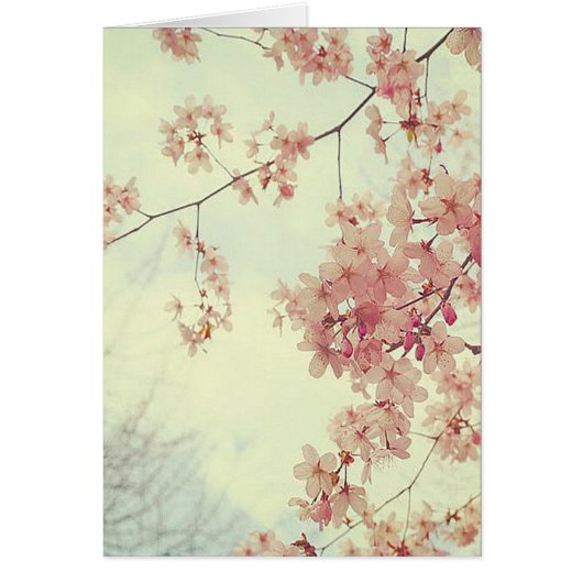 Cherry Blossoms Cards (Front)