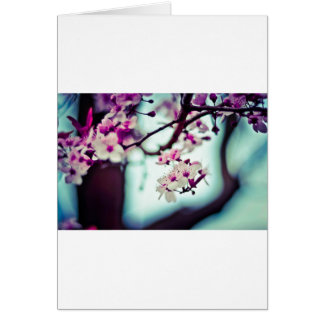Cherry Blossoms Cards