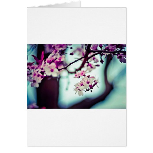 Cherry Blossoms Cards (Front)