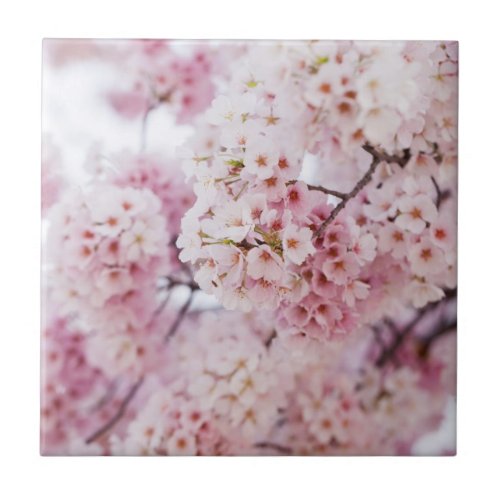 Cherry Blossoms Ceramic Tile