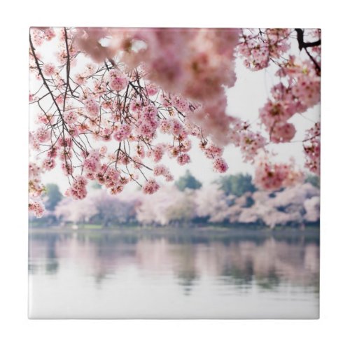 Cherry Blossoms Ceramic Tile