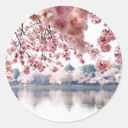 Cherry Blossoms Classic Round Sticker