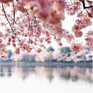 Cherry Blossoms Cutout