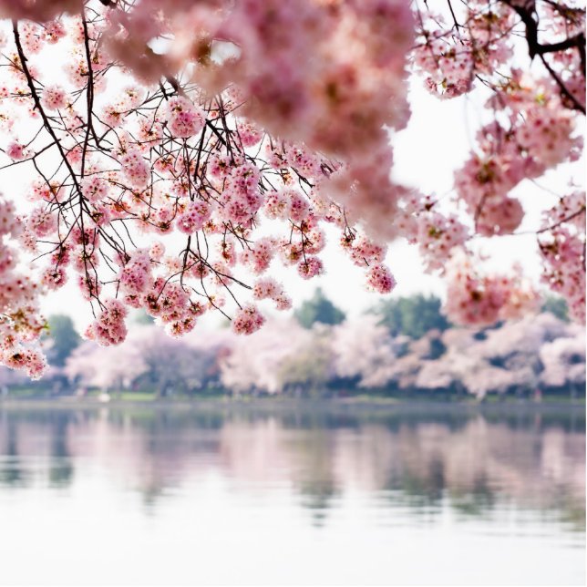 Cherry Blossoms Cutout (Front)