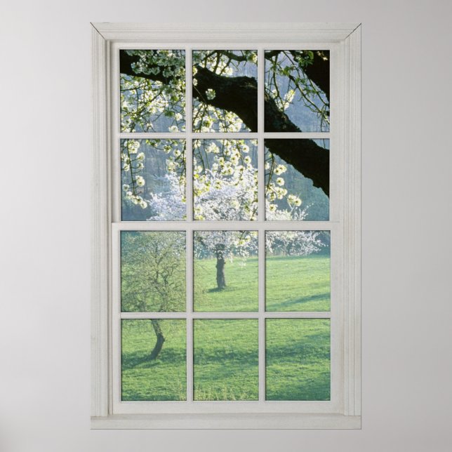 Cherry Blossoms - Fake White Window (2 0f 3) Poster (Front)