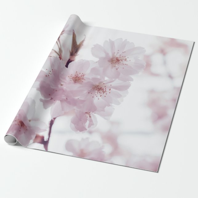 CHERRY BLOSSOMS FLOWERS WRAPPING PAPER (Unrolled)