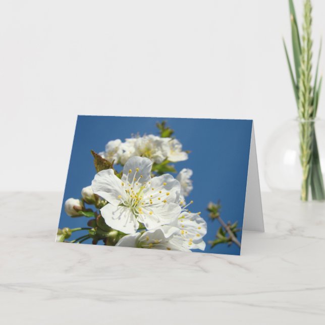 Cherry Blossoms Greeting Cards Blue Sky Spring (Front)