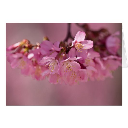 Cherry Blossoms Hot Spring  2012 Apparel  & Gifts Cards (Front Horizontal)