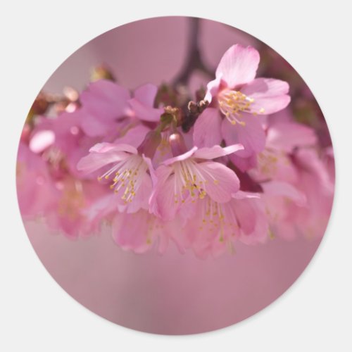 Cherry Blossoms Hot Spring  2012 Apparel   Gifts Classic Round Sticker