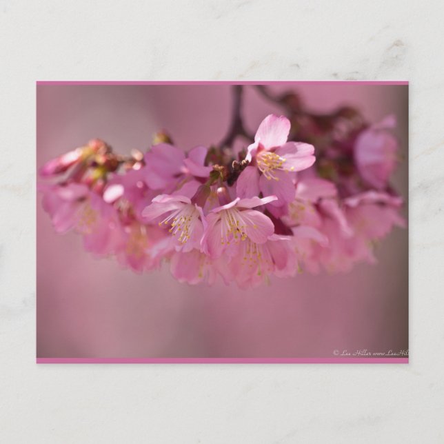 Cherry Blossoms Hot Spring  2012 Apparel  & Gifts Postcard (Front)