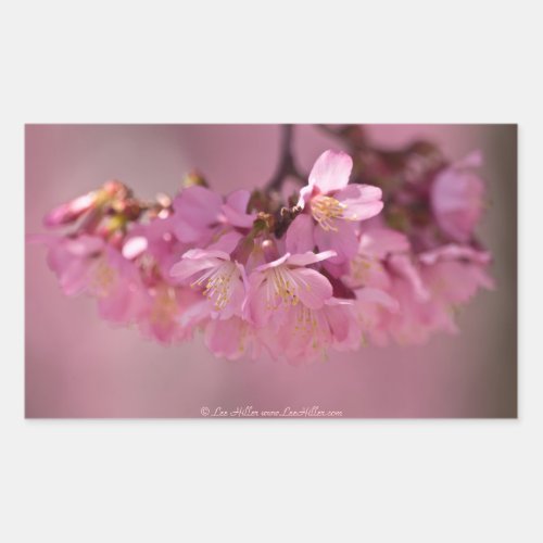 Cherry Blossoms Hot Spring  2012 Apparel   Gifts Rectangular Sticker