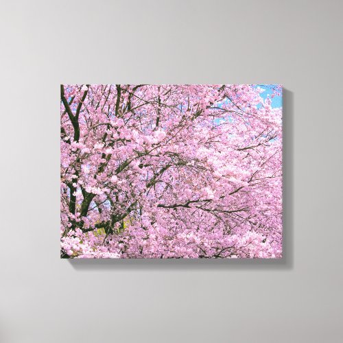 Cherry Blossoms in Bloom Canvas Print