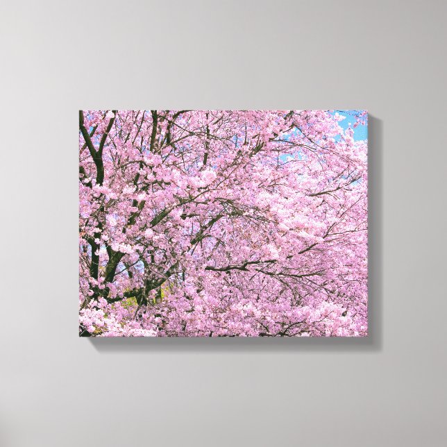 Cherry Blossoms in Bloom Canvas Print (Front)